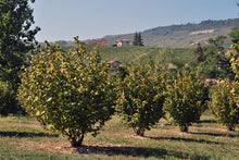 將圖片載入圖庫檢視器 Hazelnuts Roasted | 香烤意大利 榛子 【無鹽無糖 | 純烤焗 | 去皮無苦澀】