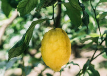 將圖片載入圖庫檢視器 【30度】Dessert Wine : Limoncello 🍋 檸檬酒 - 【Villa Massa】